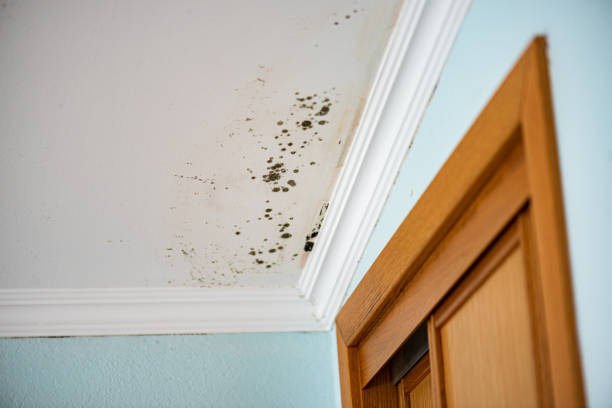 Best Basement Mold Remediation in Tyler, MN