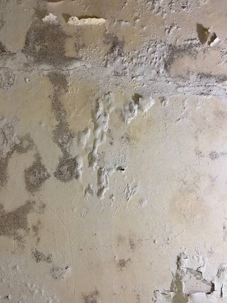 Best Localized Mold Remediation (e.g., coastal areas, humid climates) in Tyler, MN