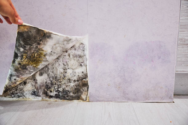 Best Residential Mold Remediation in Tyler, MN